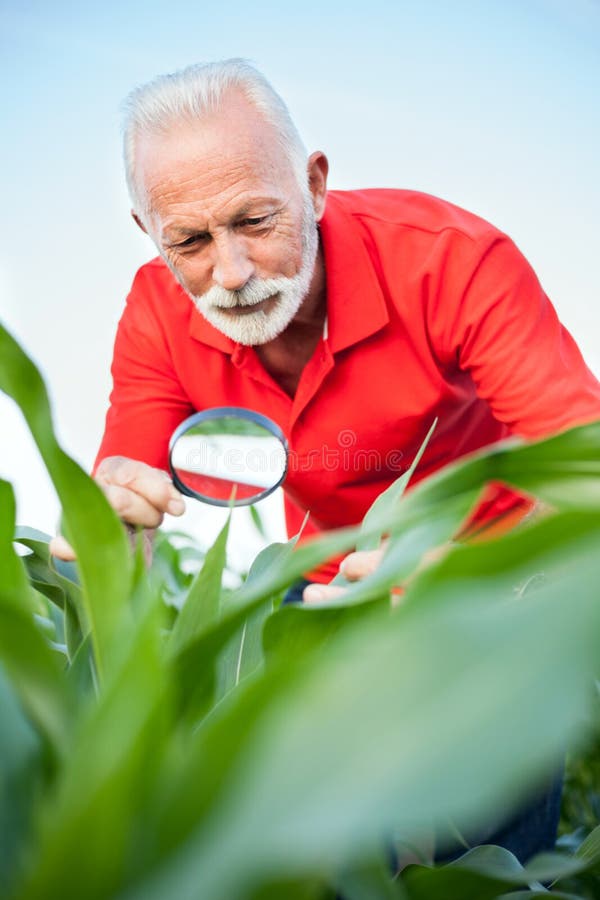 Smiling senior, gray haired, agronomist or farmer examining corn plant stems, looking for parasites royalty free stock photos Smiling senior, gray haired, agronomist or farmer examining corn plant stems, looking for parasites royalty free stock photos