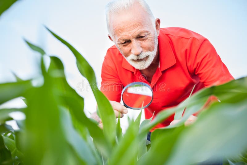 Smiling senior, gray haired, agronomist or farmer in red shirt examining corn plant leaves in a field royalty free stock image Smiling senior, gray haired, agronomist or farmer in red shirt examining corn plant leaves in a field royalty free stock image