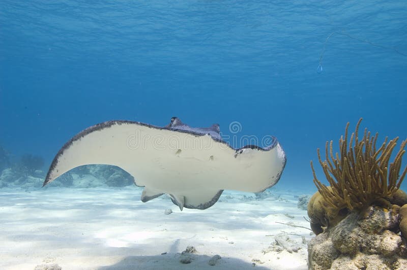 A solitary stingray is swimming over the sand towards the camera, one wing is up, the other down, the underside of its belly can be seen with its typical'smiley' mouth. A coral outcrop is to the right and space for copy above. A solitary stingray is swimming over the sand towards the camera, one wing is up, the other down, the underside of its belly can be seen with its typical'smiley' mouth. A coral outcrop is to the right and space for copy above.