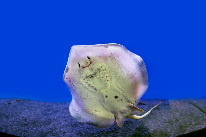 Photograph of underwater stingray attached to the glass. Photograph of underwater stingray attached to the glass