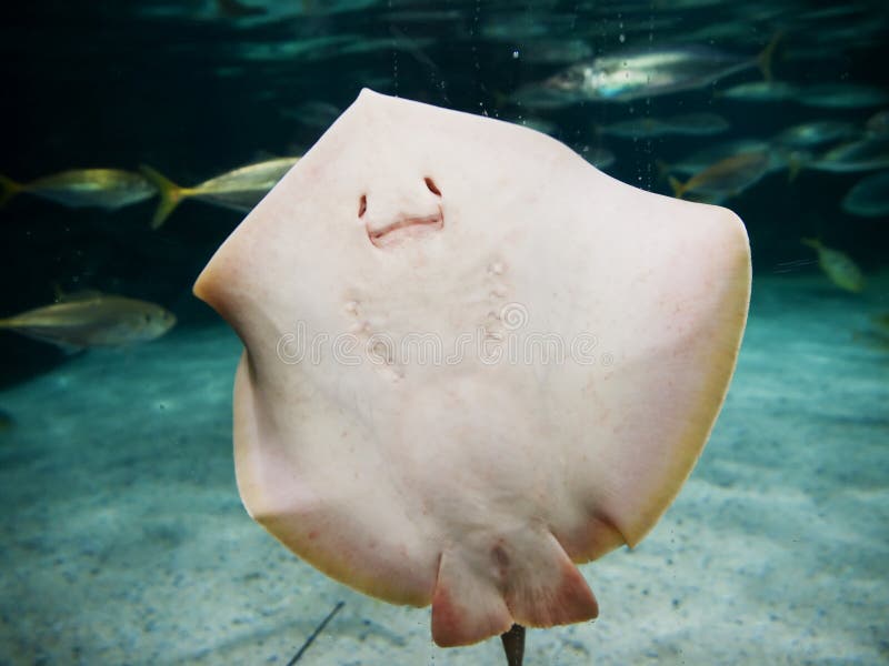 Smiling Stingray at Korea Aquarium