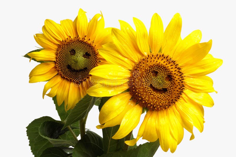 Smiling sunflowers