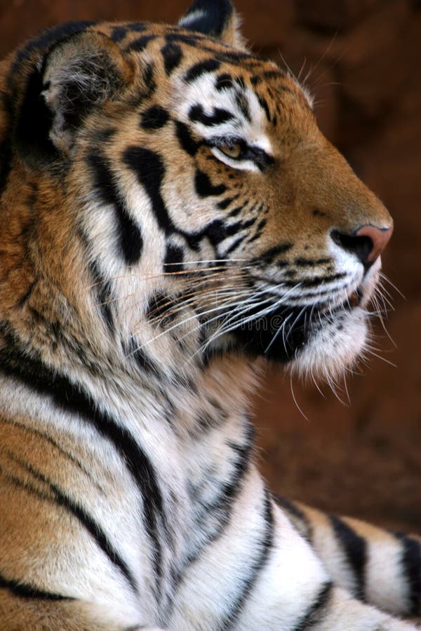 Smiling tiger portrait stock image. Image of captive, animal - 5651243