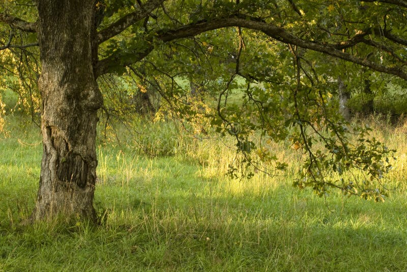 Smiling Tree