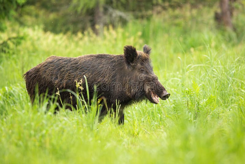 Smiling Wild Boar Chewing with Mouth Open on Pasture in Nature