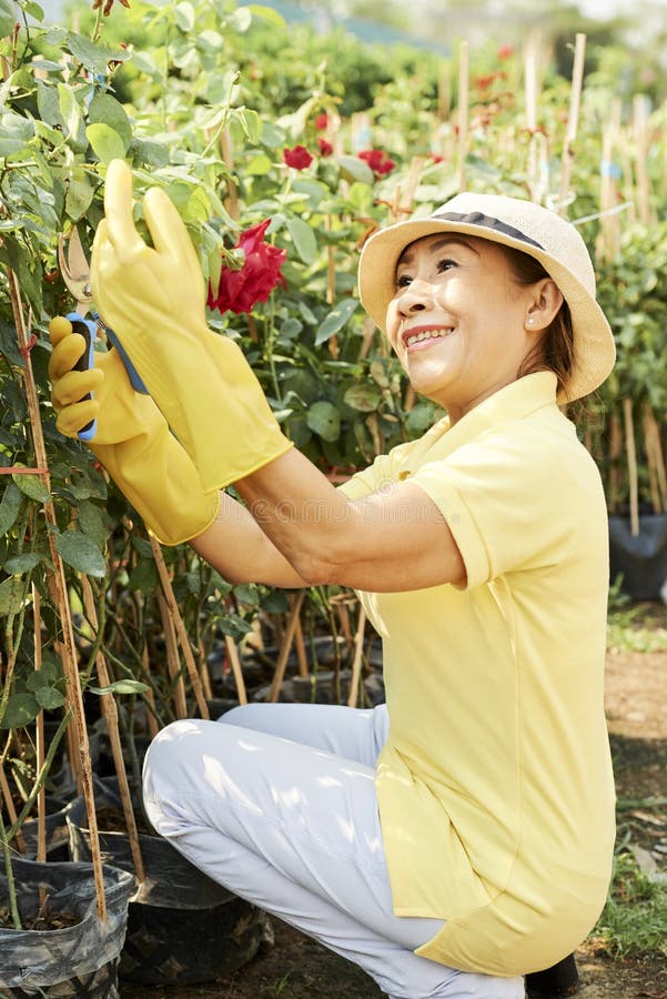 Cheerful senior woman trimming bushes of red roses in her garden. Cheerful senior woman trimming bushes of red roses in her garden