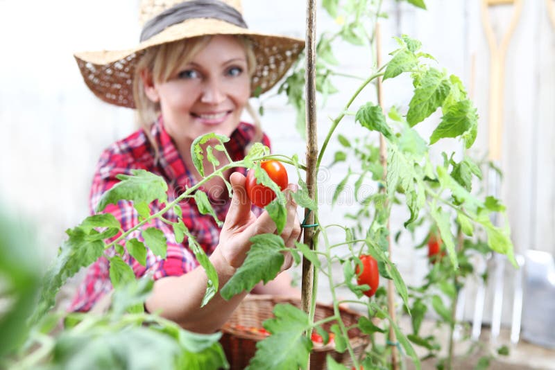 Smiling woman in vegetable garden, hand picking cherry tomato royalty free stock photos Smiling woman in vegetable garden, hand picking cherry tomato royalty free stock photos