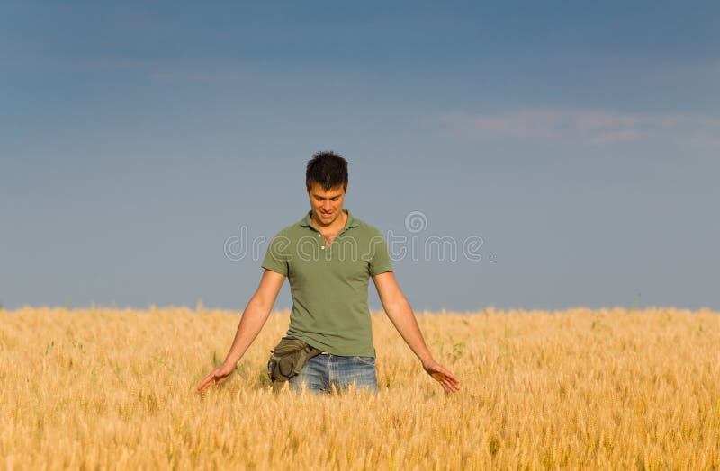 Attractive young worker in t shirt walking in golden barley field. Attractive young worker in t shirt walking in golden barley field