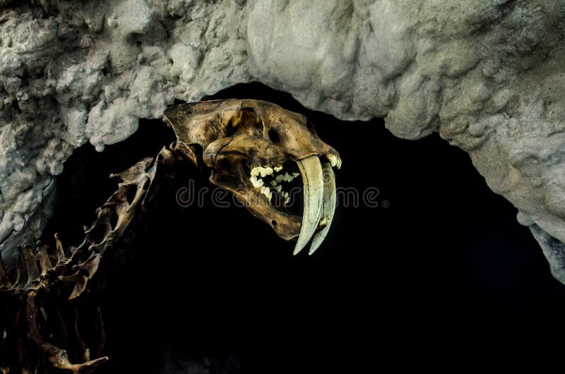 Smilodon saber zębu extant koci obrazy royalty free Smilodon saber zębu extant koci obrazy royalty free