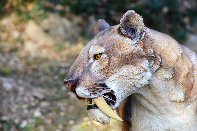 Smilodon - Saber zębu tygrys zdjęcia stock Smilodon - Saber zębu tygrys zdjęcia stock