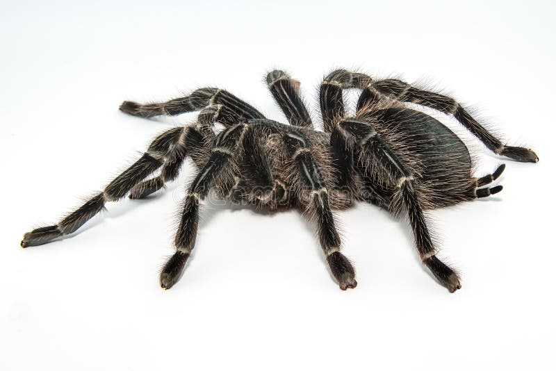 Smithi mexicano de Brachypelma de la tarántula del redknee aislado en el fondo blanco fotos de archivo Smithi mexicano de Brachypelma de la tarántula del redknee aislado en el fondo blanco fotos de archivo