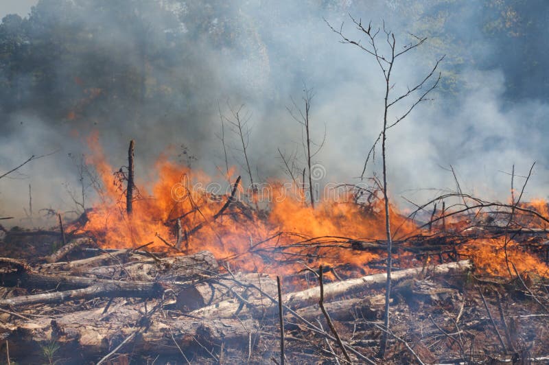 Smoke and flames during a prescribed fire burn