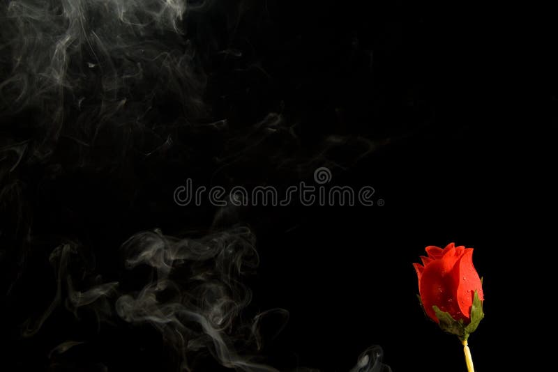 Smoke and Rose stock image. Image of black, gift, vibrant 22548323