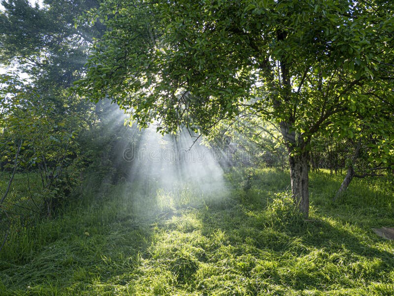 Fumo e raggi del sole in giardino.