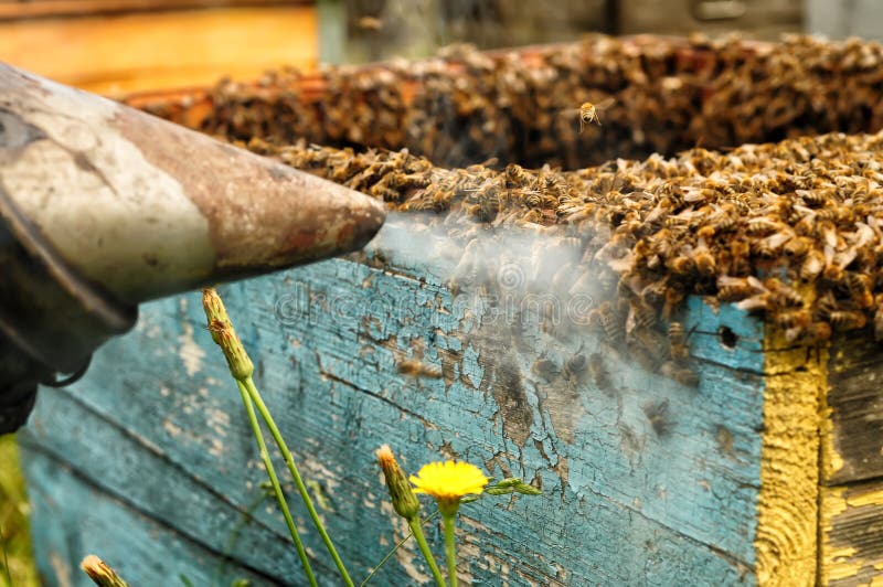 Smoker Beekeepers Tool To Keep Bees Away from Hive Stock Photo Image