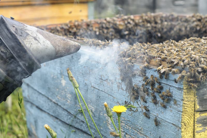 Fogging Smoker Beekeepers Tool To Keep Bees Away Hive Stock Photos