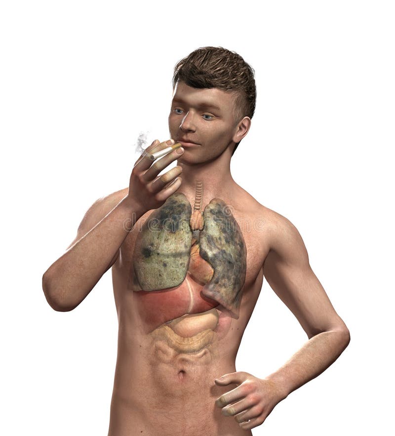 Как выглядит курящий человек Smoker s Lungs stock illustration. Illustration of isolated - 32569592