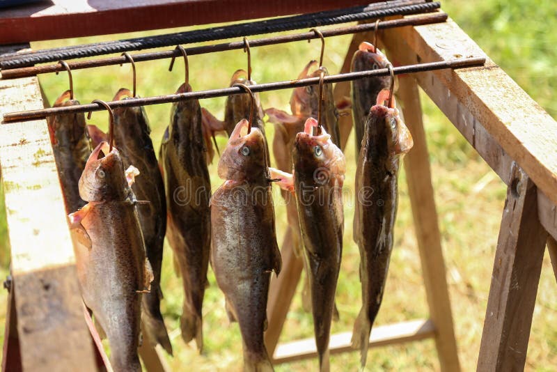 Smoking fish stock image. Image of smoke, smoking, health 11296061