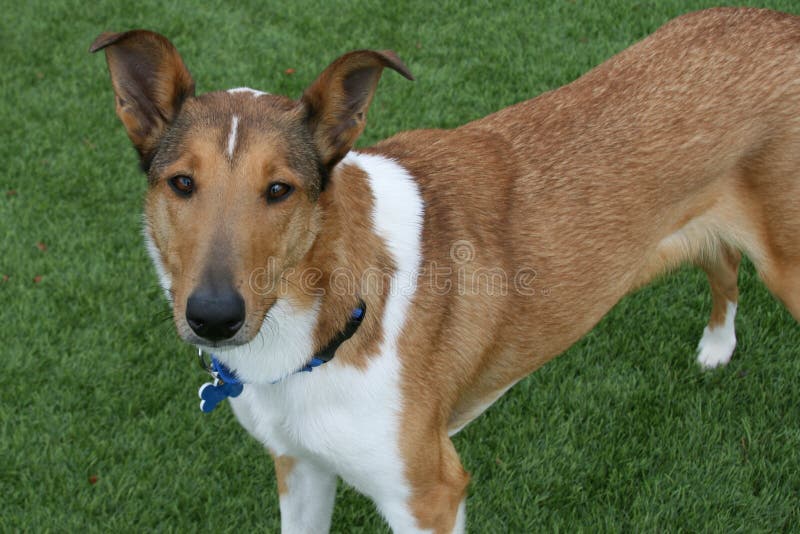 smooth coat collie