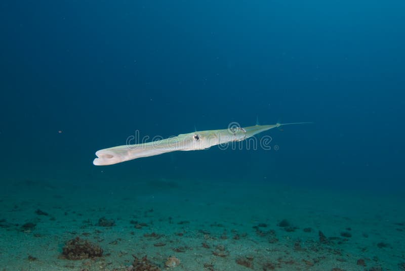 Smooth cornetfish