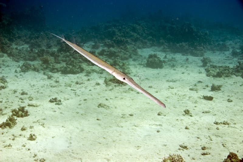 Smooth cornetfish (fistularia commersonii)