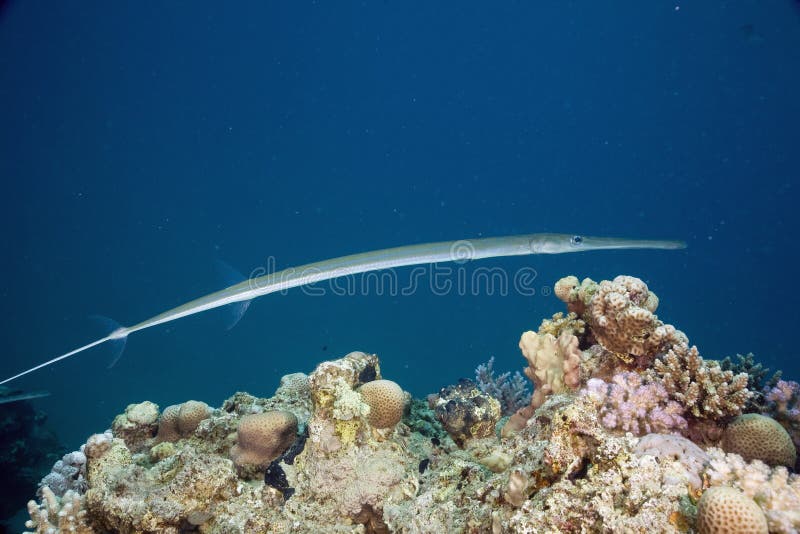 Smooth cornetfish (fistularia commersonii)