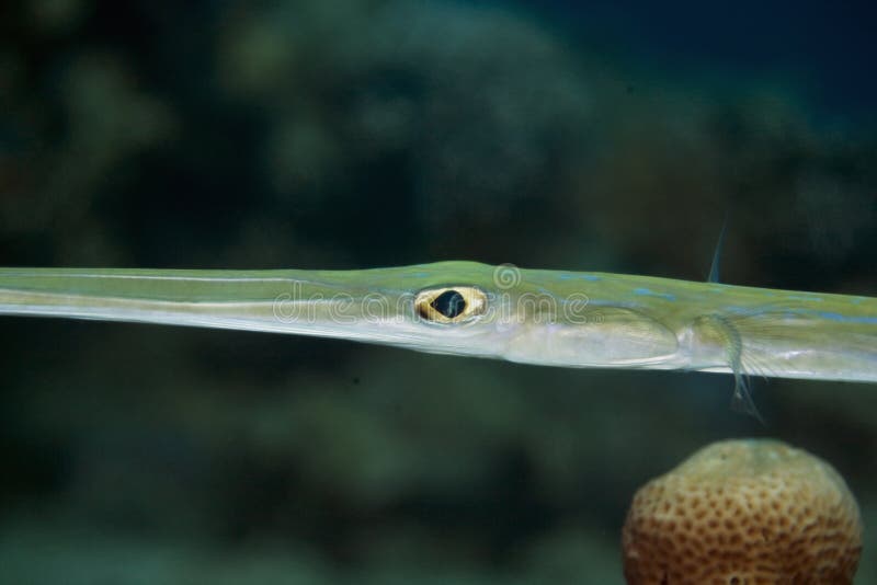 Smooth (fistularia Commersonii) Stock Image Image of