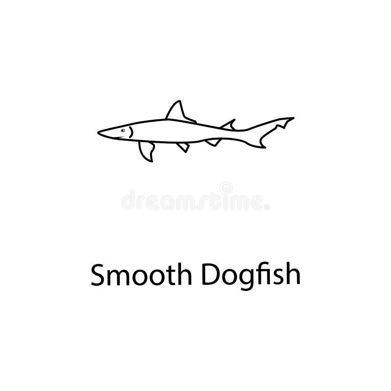 Smooth Dogfish Stock Illustrations 5 Smooth Dogfish Stock