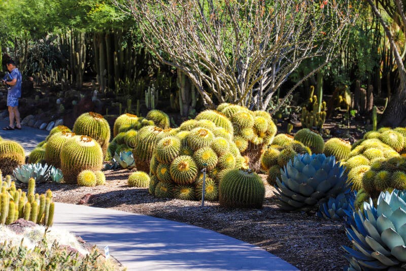 A Smooth Footpath through the Garden with Cactus Plants Along the ...