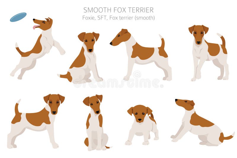 smooth coat fox terrier