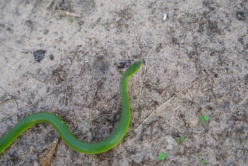 Smooth Green Grass Snake Slithers through the Dry Grass Stock Image ...