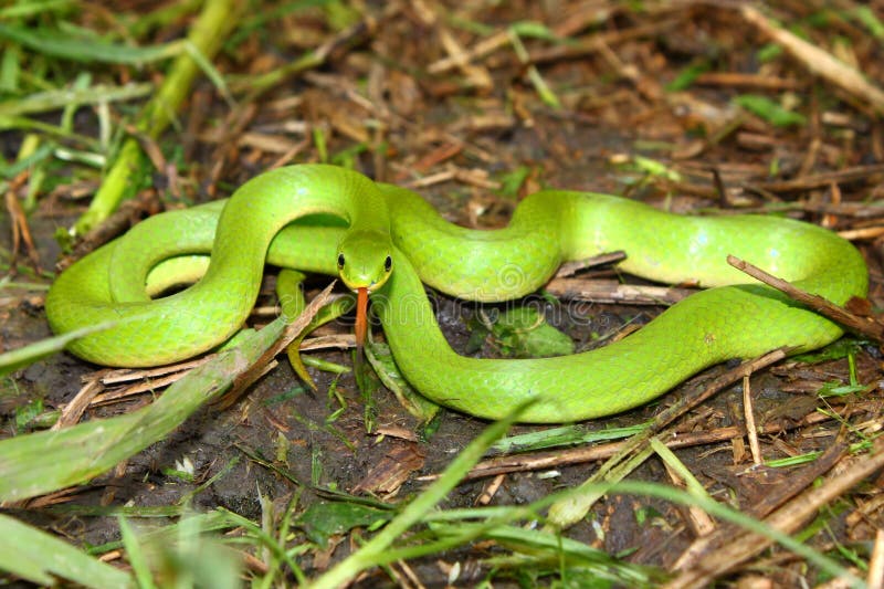 Smooth Green Snake (Opheodrys Vernalis) Stock Photo - Image of outdoors