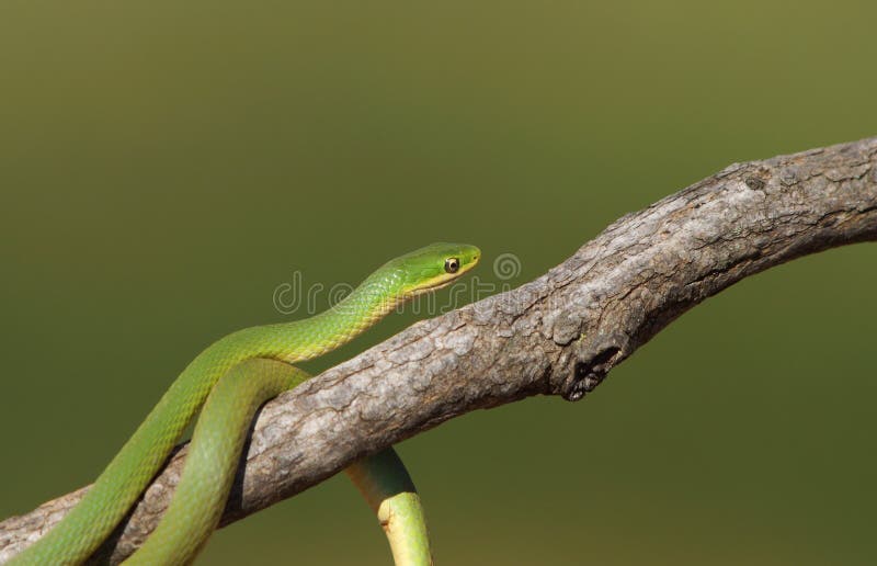 Smooth green snake on tree branch.