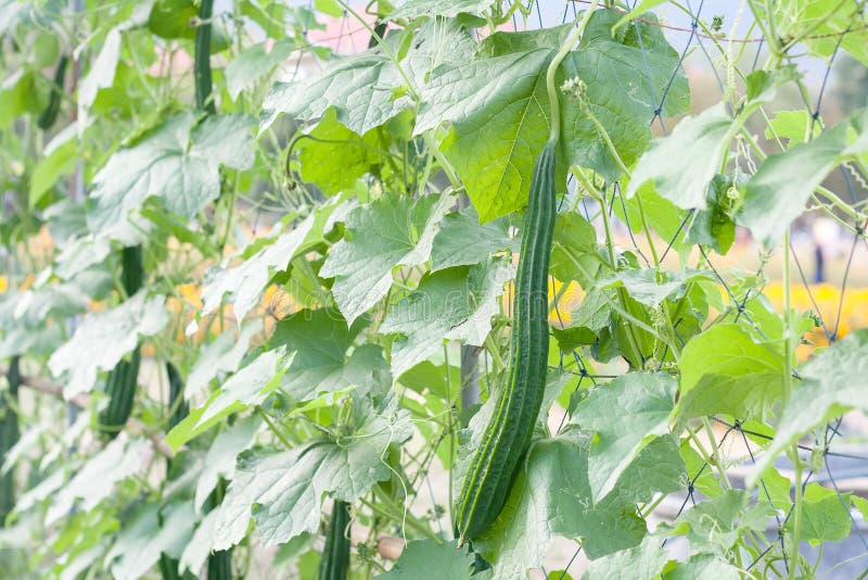 Smooth Loofah Luffa Cylindrical or Dishcloth Gourd Stock Photo Image