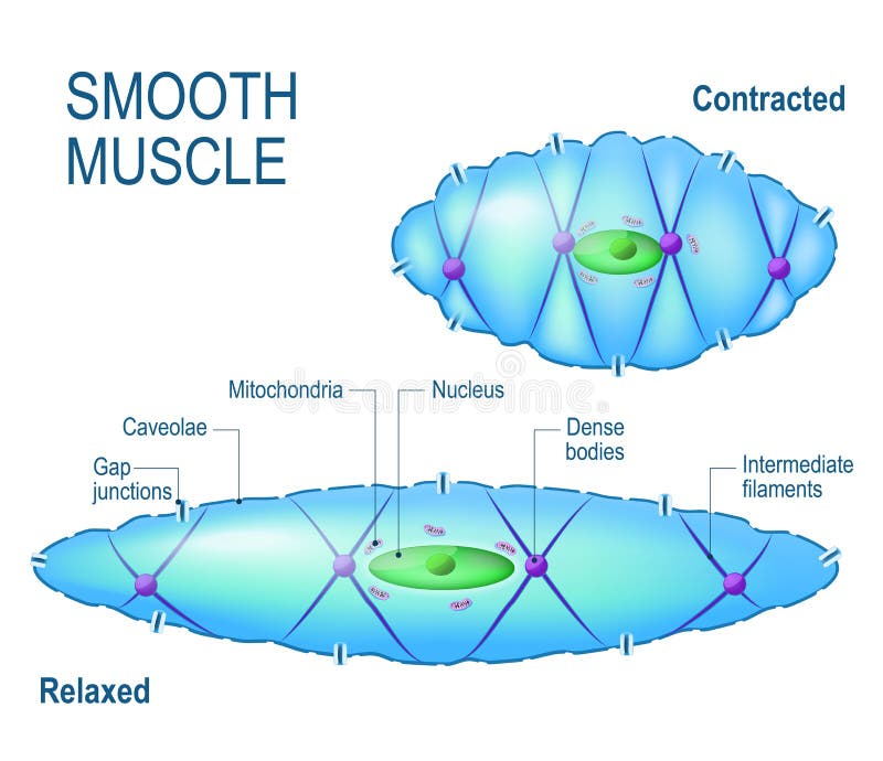 Smooth muscle cell. stock vector. Illustration of motor ...