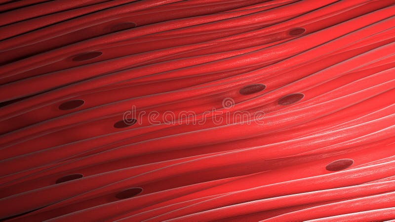 Smooth muscle tissue Cut Out Stock Images & Pictures - Page 3 - Alamy