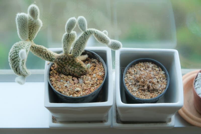 Cactus pots royalty free stock photography