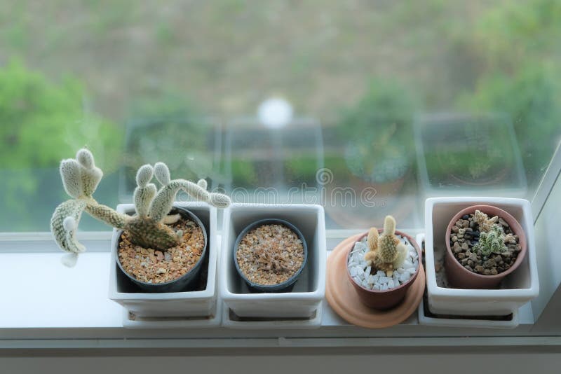 Cactus pots royalty free stock photography