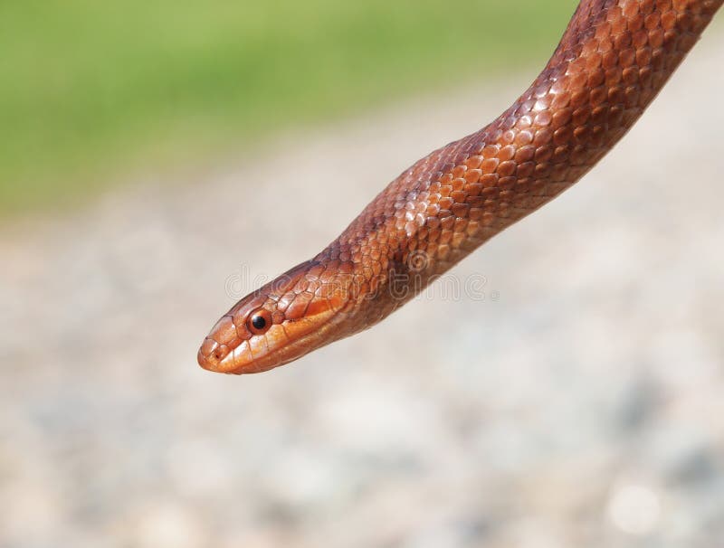 Wild Animals Romania Snake Stock Photos - Free & Royalty-Free Stock Photos from Dreamstime Wild Animals Romania Snake Stock Photos - Free & Royalty-Free Stock Photos from Dreamstime