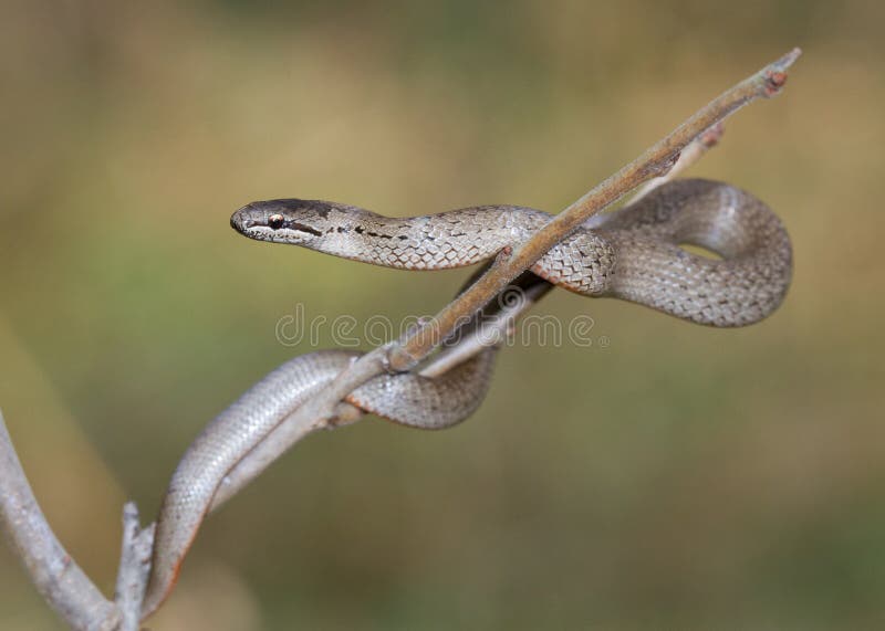 Smooth snakes entwine tree branch.