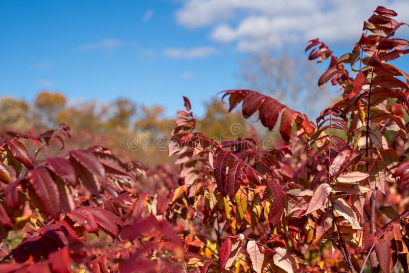 Smooth Sumac Bush, with Red Fall Colored Leaves, Against a Blue Sky