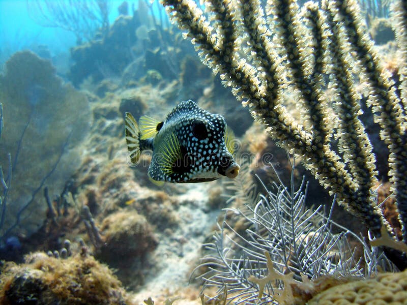 Smooth Trunkfish