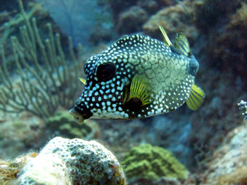 Smooth Trunkfish