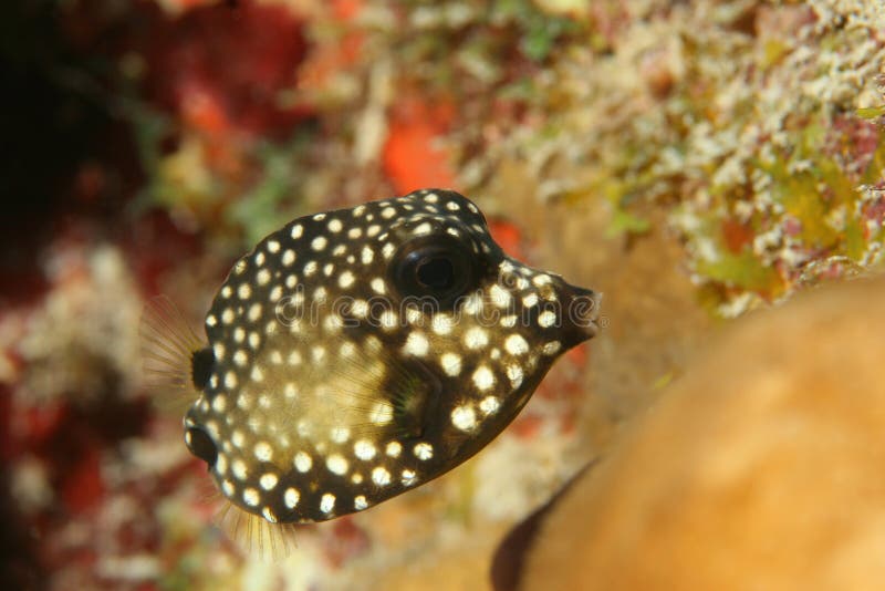 Smooth Trunkfish (Lactophrys triqueter) - Bonaire