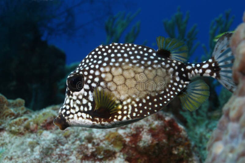 Smooth Trunkfish (Lactophrys triqueter) - Cozumel