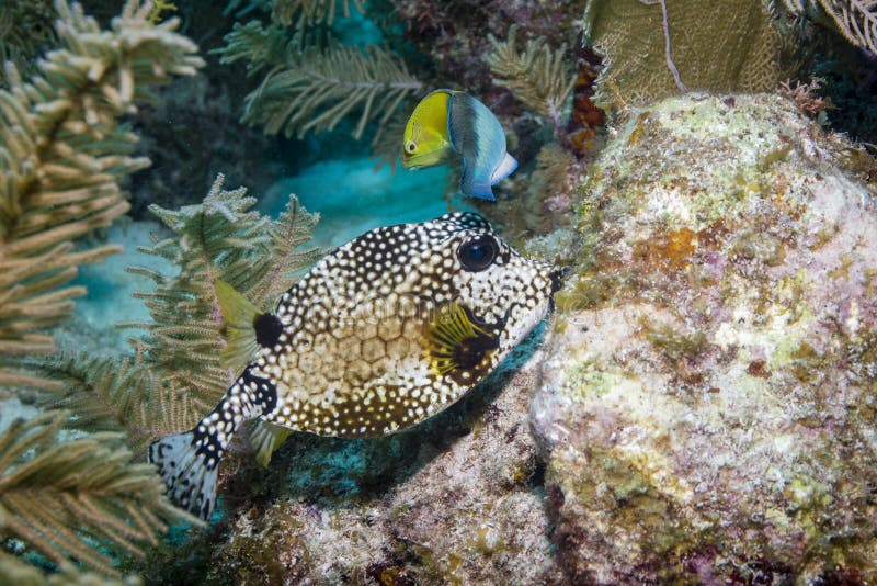 Smooth Trunkfish and Yellowhead Wrasse