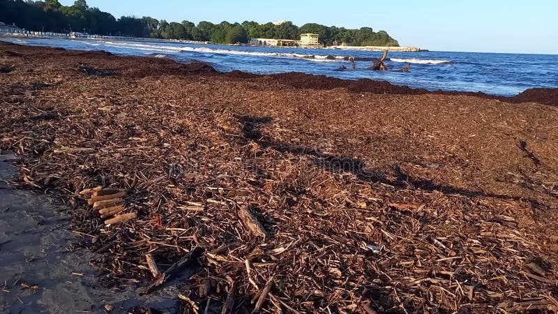 Smutsigt havsskräp på grund av miljöproblem med sandföroreningar till havs. skräp på bulgariska svarta havskusten efter stark