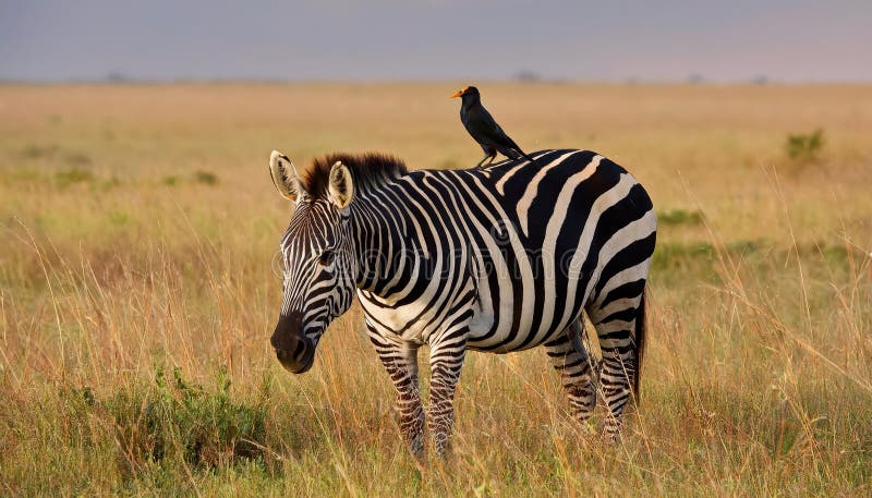 Slående Möte: Burchells Zebra Elegant Smyckad av en Vårtstare, Mot Bakgrund av den Afrikanska Savannen, Visar Upp royaltyfri illustrationer