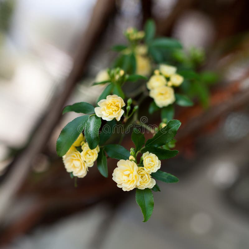 Små delikata blommor för gula rosor, Rosa banksiae eller dambankers rosa blomma som blommar i trädgård arkivbilder Små delikata blommor för gula rosor, Rosa banksiae eller dambankers rosa blomma som blommar i trädgård arkivbilder