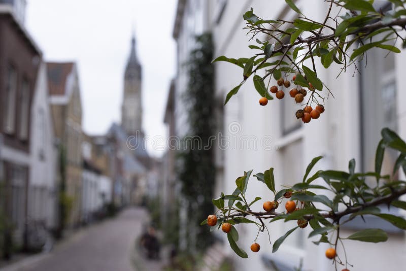 Små orange bär som växer i Trompetstraaten med en sikt av Nieuwen Kerk, ny kyrka arkivfoton Små orange bär som växer i Trompetstraaten med en sikt av Nieuwen Kerk, ny kyrka arkivfoton